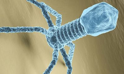 Investigating The Role Of The Human Phageome In Relation To AMR Microbiology Society