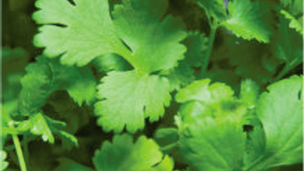 MT Nov 2012 4 Microshorts 137208994