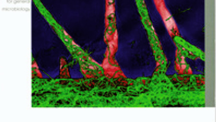 Cover of Microbiology Today, issue of May 2007