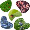 Five different pictures showing bacteria, cells, plants and a bug