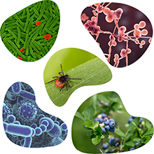 Five different pictures showing bacteria, cells, plants and a bug