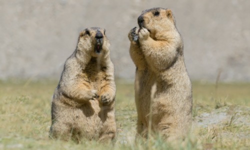 To the Himalayan marmot and beyond: new microbes discovered this month ...