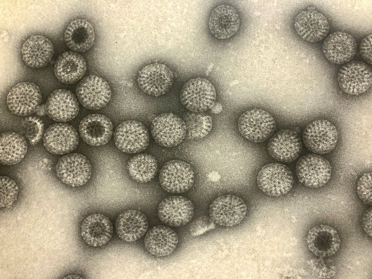 microbiologysociety.org