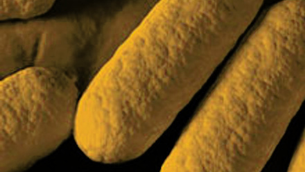 IJSEM-thumbnail.jpg