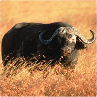 MT Feb 2013 Water buffalo