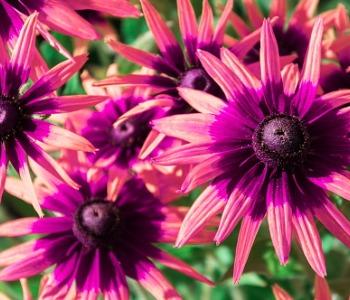 pink-colored-rudbeckia-hirta-called-blackeyed-susan-flowering-plant-picture-id1251380369.jpg