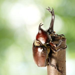 beetle-and-green-background-picture-id1090306448.jpg