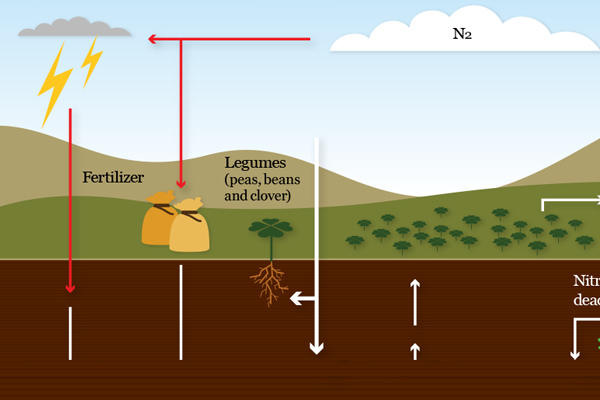 Nitrogen cycle | Microbes and the outdoors | Microbiology Society