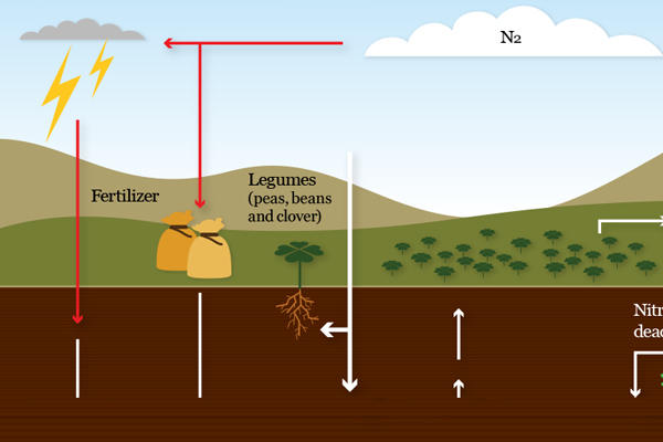 nitrogen fixation cycle