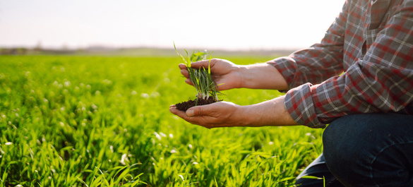 Field of lush green grass and a person in a tartan shirt holding soil and grass in their hands.