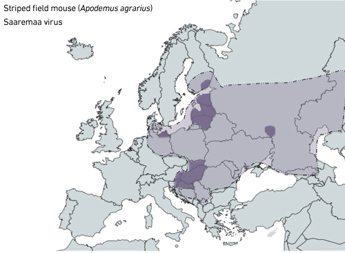 MT Nov 15 hantaviruses saaremaa virus