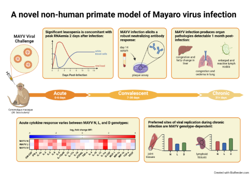MAYV Graphical Abstract in text v2 07.15.2024.png
