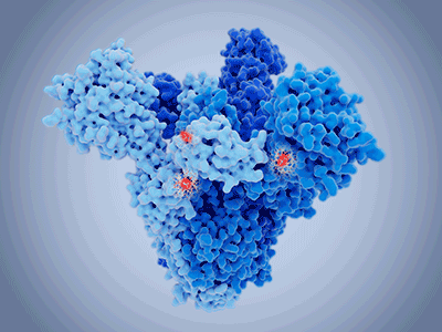 Scientific illustration showing a dark and light blue molecular structure
