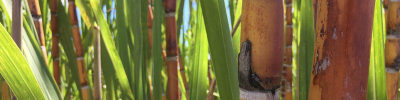Sugar Cane Plantation 