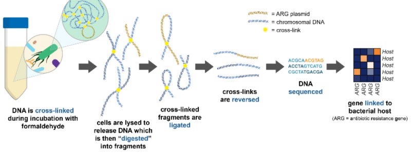 Inside the Gut Microbiome: Investigating the Bacterial Hosts of ...