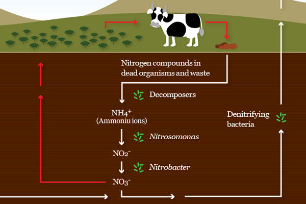 Nitrogen cycle