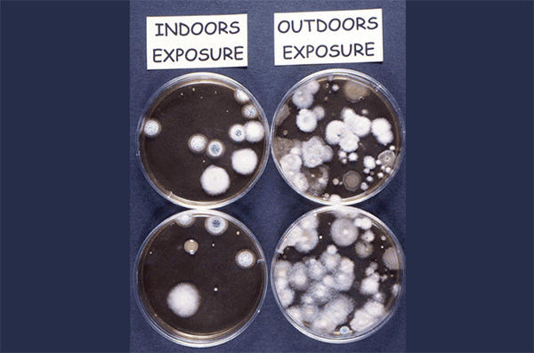 Two malt extract agar plates