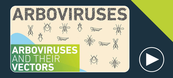 Thumbnail of a video on arboviruses and their vectors