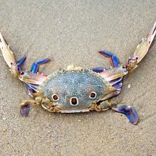horse-crab-on-the-beach-picture-id509736176.jpg
