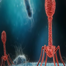 bacteriaphagexx-1.png 1
