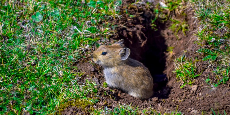 qinghai-plateau-pika-picture-id1265233096.jpg