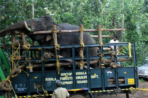 Indian elephant capture.jpg