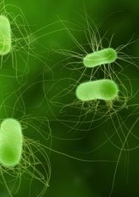 Green rod-shaped bacteria with hair-like particles floating in a green background.