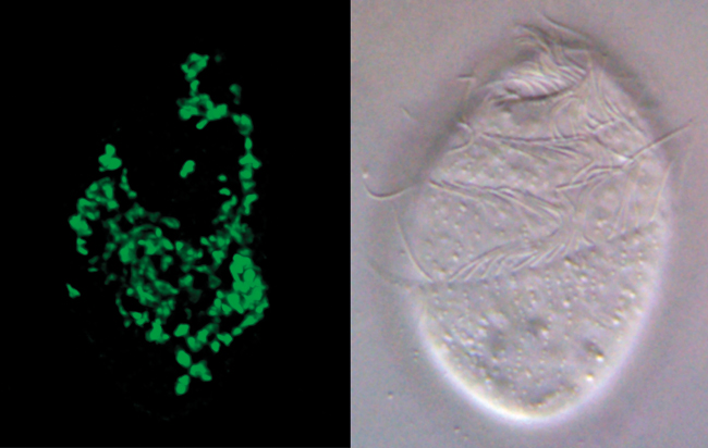 MT May 16 tree of life trimyema