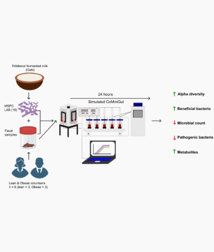 Reviving Tradition: Fermented Milk Products as a Source of Gut-Healthy ...