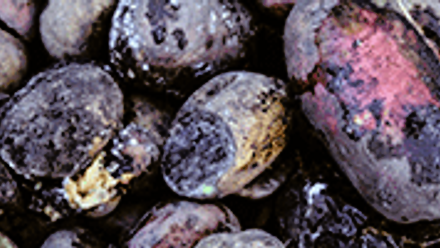 potato-blight-220-100.png