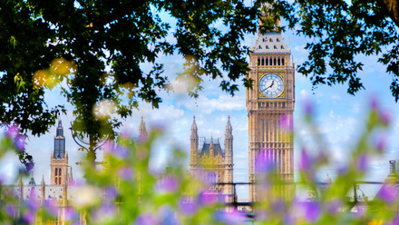 Houses of Parliament and Big Ben, surrounded by tree branches.