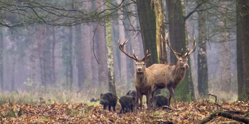 red-deer-and-wild-boar-in-a-forest-picture-id1042384974.jpg