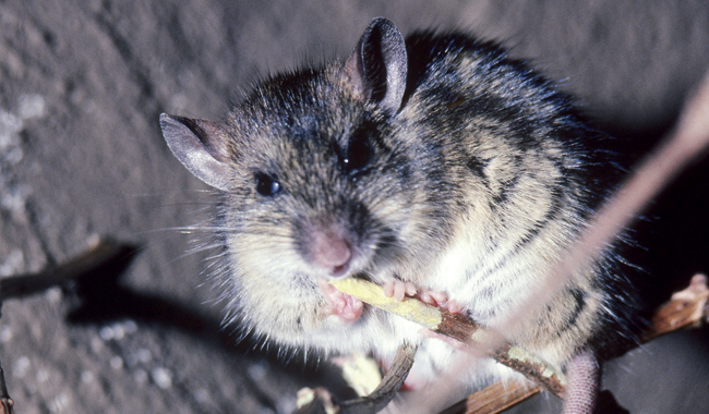 MT Nov 15 species barrier mastomys natalensis