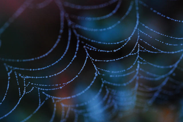 Spider Silk Is Stronger Than Steel. It Also Assembles Itself