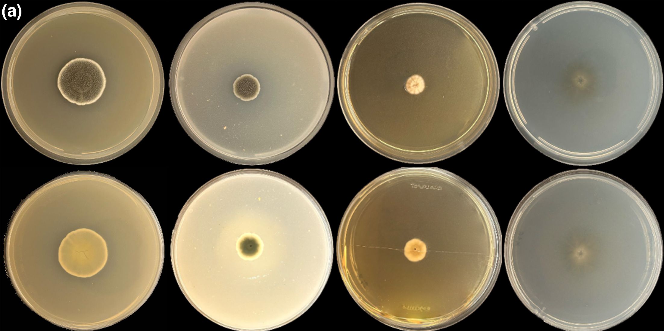 6283d0a8-d89c-4b00-a647-53f7ac283d58.jpg 1