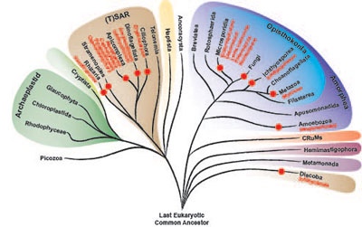 Tree-of-Eukaryotes_dots_final-400.jpg