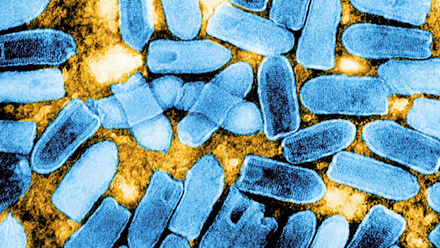 Rod shaped blue bacteria
