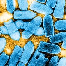 Rod shaped blue bacteria