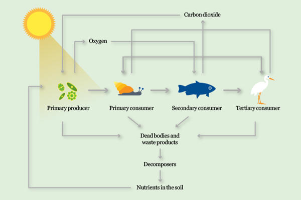 Food chain diagram