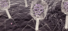 Bacteriophage_collection.jpg
