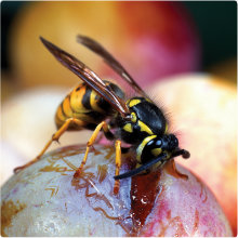 MT Nov 2012 4 Microshorts 71042418