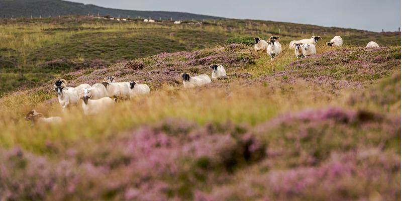 purple-heather-bowhill-scottish-borders-picture-id1169875920.jpg