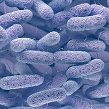 Cell-Cell-bacteria-news.jpg