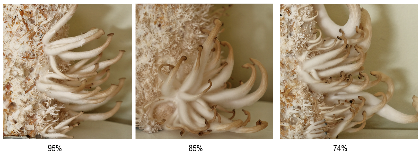 The effect of humidity on mushroom morphology