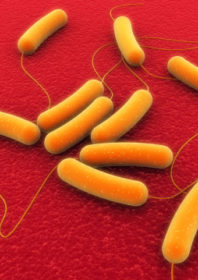 Foodborne pathogens