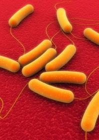 Orange rode shaped bacteria in red background