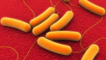 Orange rode shaped bacteria in red background