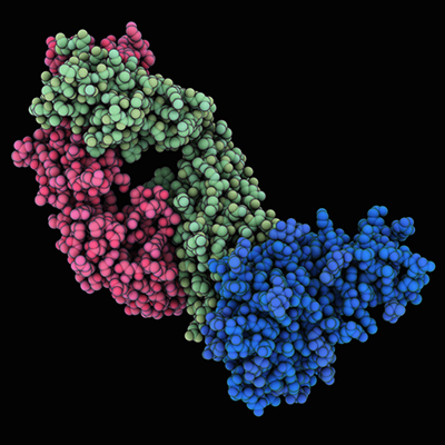 Colourful structure of HIV-1 glycoprotein GP120 complexed with antibody b12.