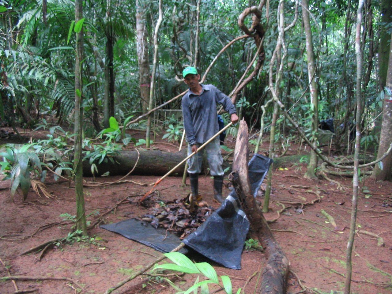 Francisco Valdez (the hero of the project) raking litter in the experimental plots in a lowland tropical forest in Panama.