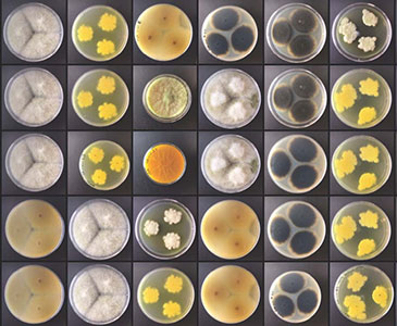Simoes-colonies-in-Petri-dishes-360x300.jpg